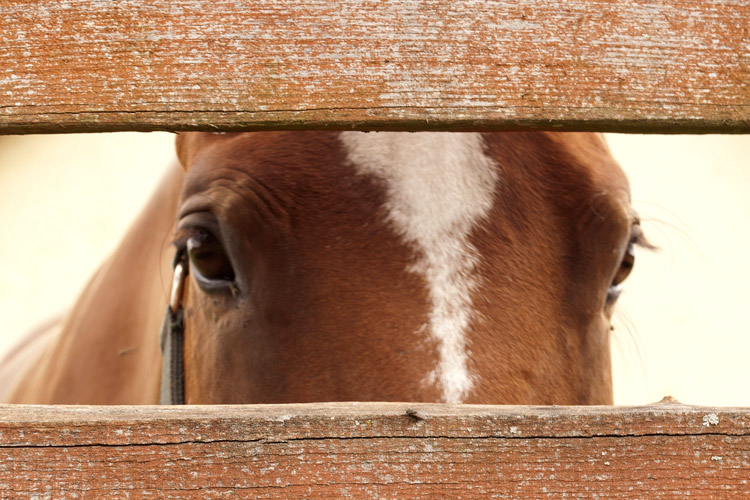 Horse peering through fenceboards