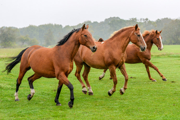ThreeCanteringHorses_750x500