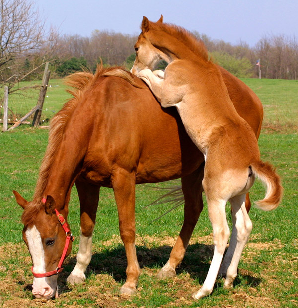 Bucky the HorseBucks Mascot