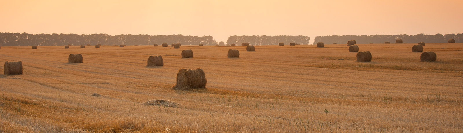 round bales scattered around a field