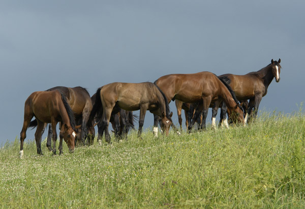 Horses grazing on a hilltop